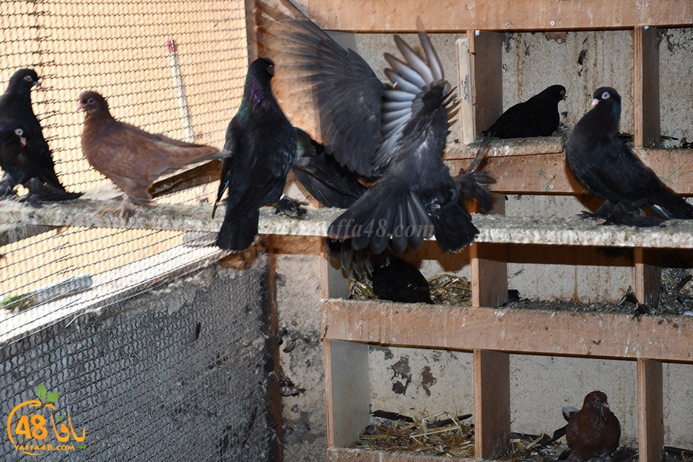 zohdi 3ashoor (7).jpeg